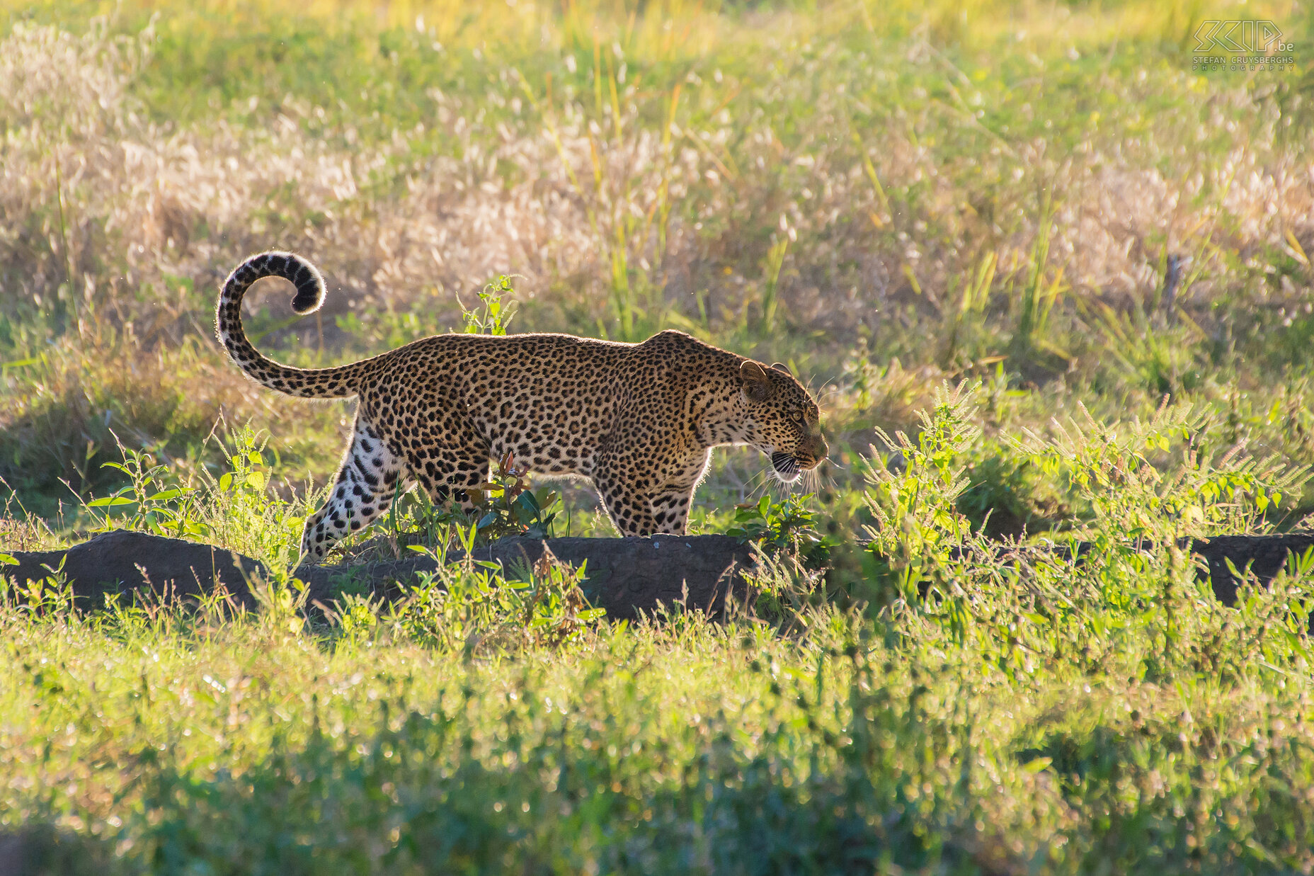 South Luangwa - Leopard (Panthera pardus) Stefan Cruysberghs